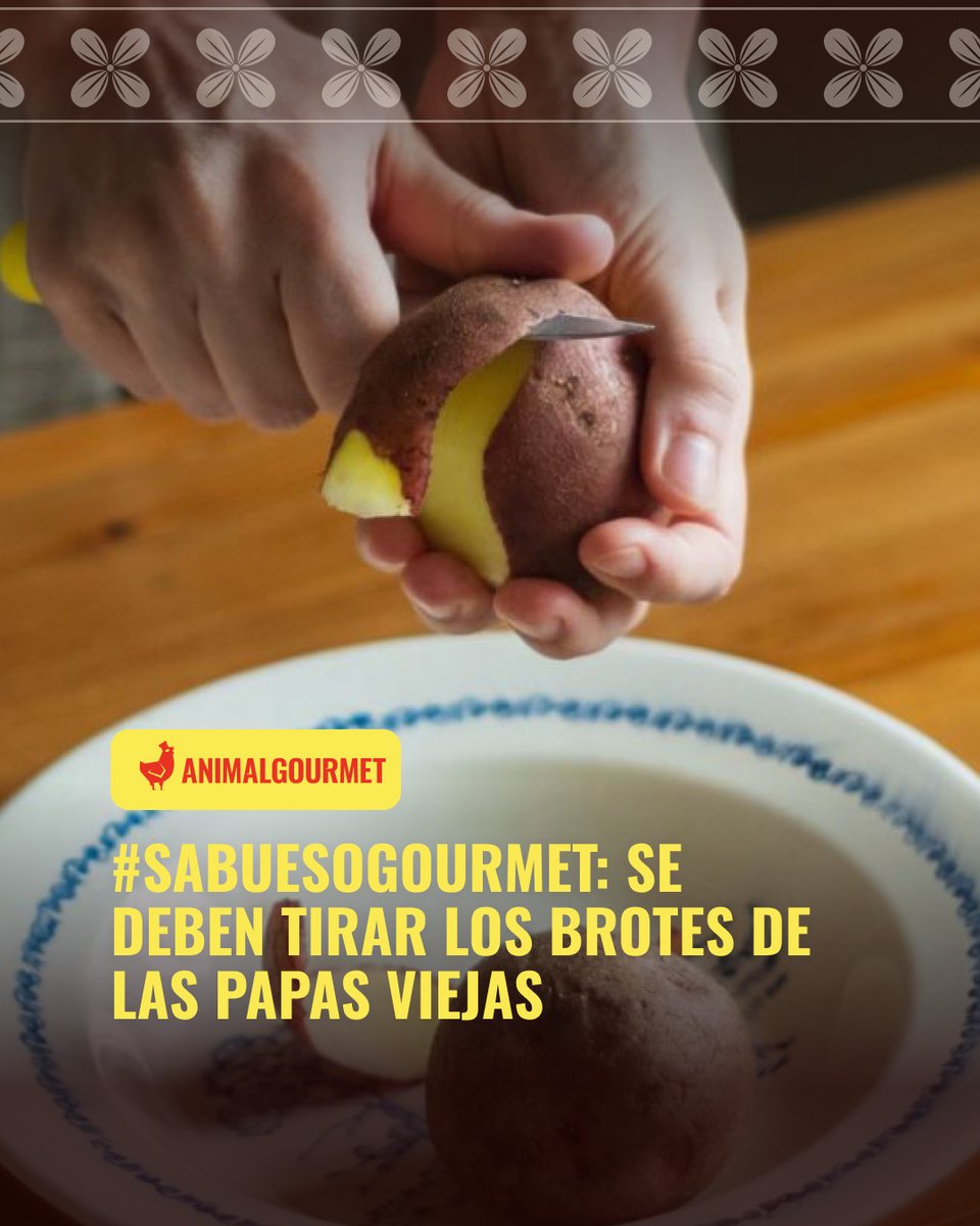 animalgourmet's tweet photo. #TipsDeCocina: 🚨 ¡Atención! Esto es lo que debes hacer con las papas que tienen brotes en tu refri. 🥔
https://t.co/TfMs4bt2qJ https://t.co/wbZxOdkGt4