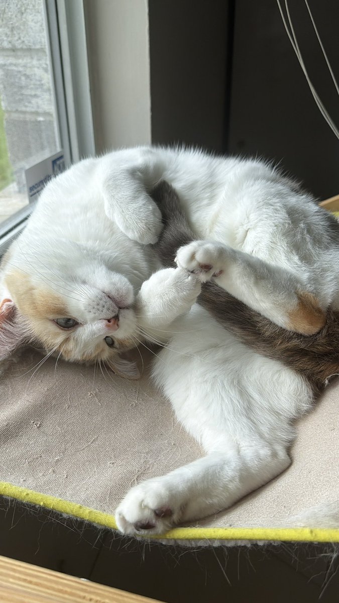 Panko A. Cat’s Mom tweet media