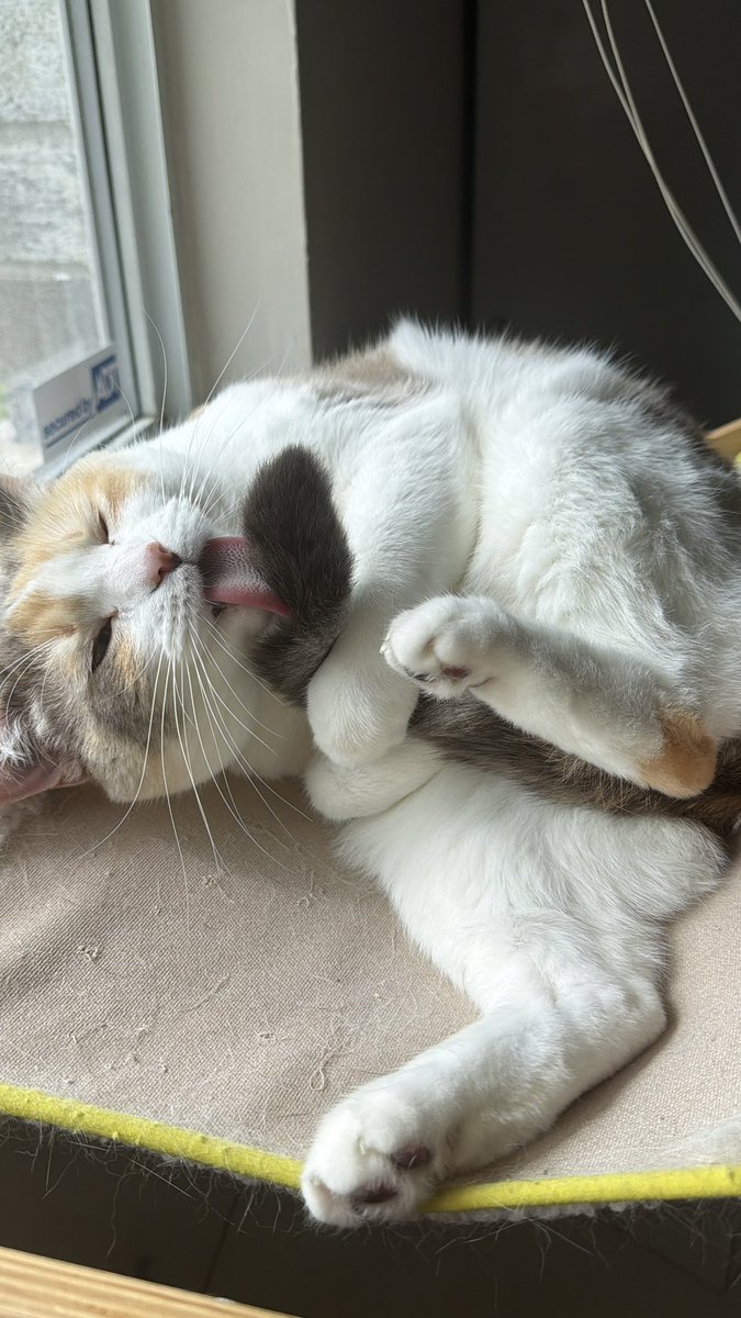 Panko A. Cat’s Mom tweet media