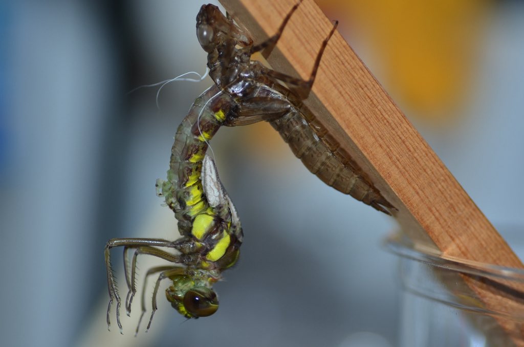 やなぎ tweet media