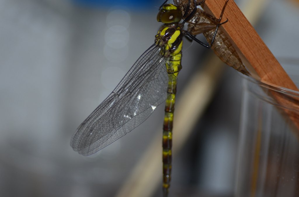 やなぎ tweet media