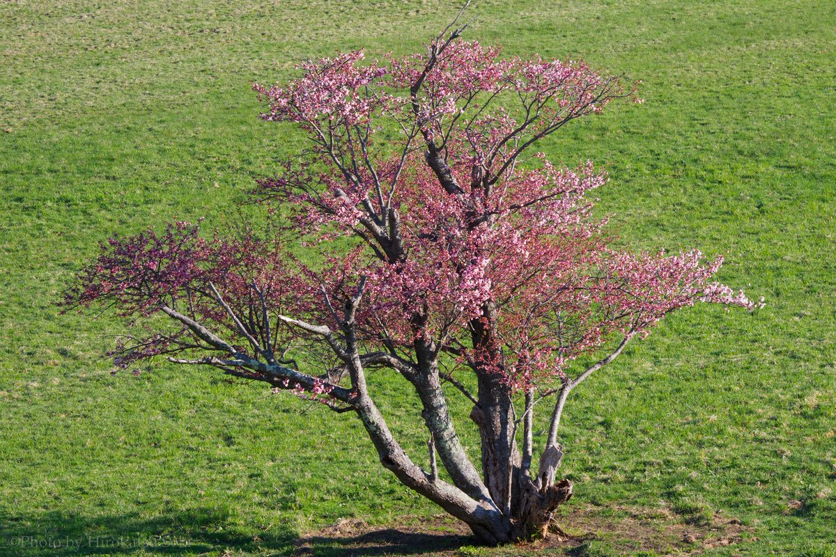 4月28日早朝の崎守町一本桜

昨日の開花から一気に4～5部咲きくらいになりました。
週末は見頃を迎えそうです。

#室蘭 #崎守町 #一本桜 #草原 #大草原の一本桜 #マイクロフォーサーズ