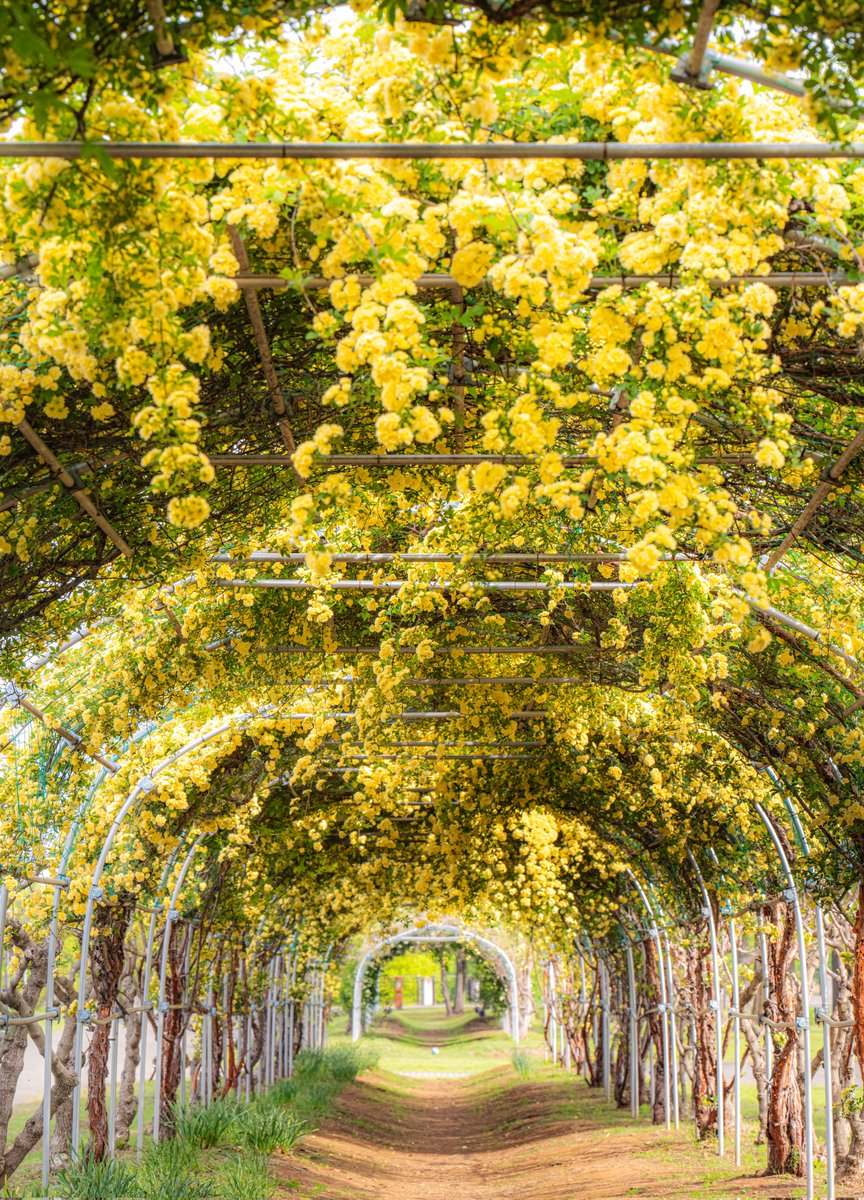 ハスカップ07 tweet media