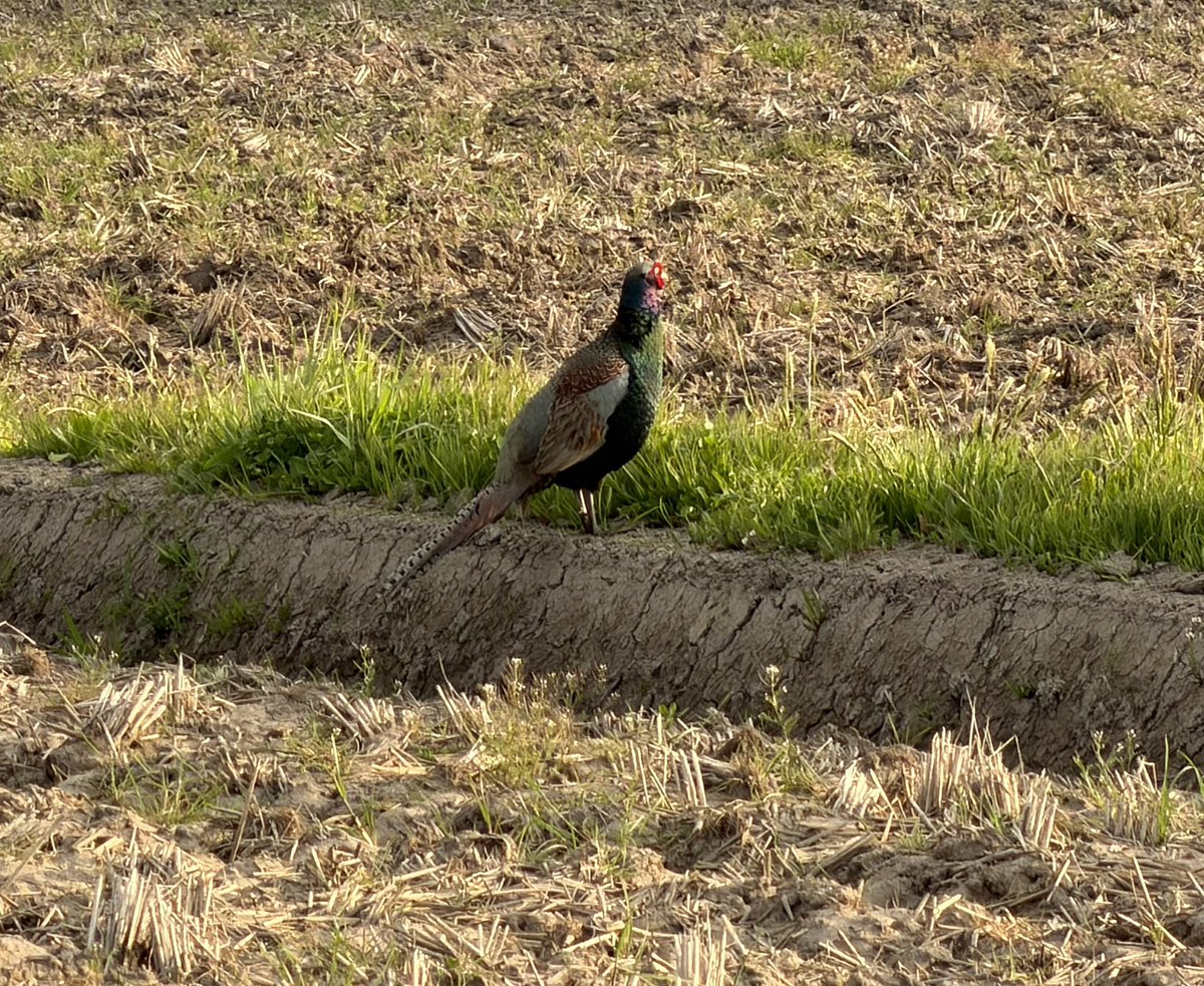 みこたん。 tweet media