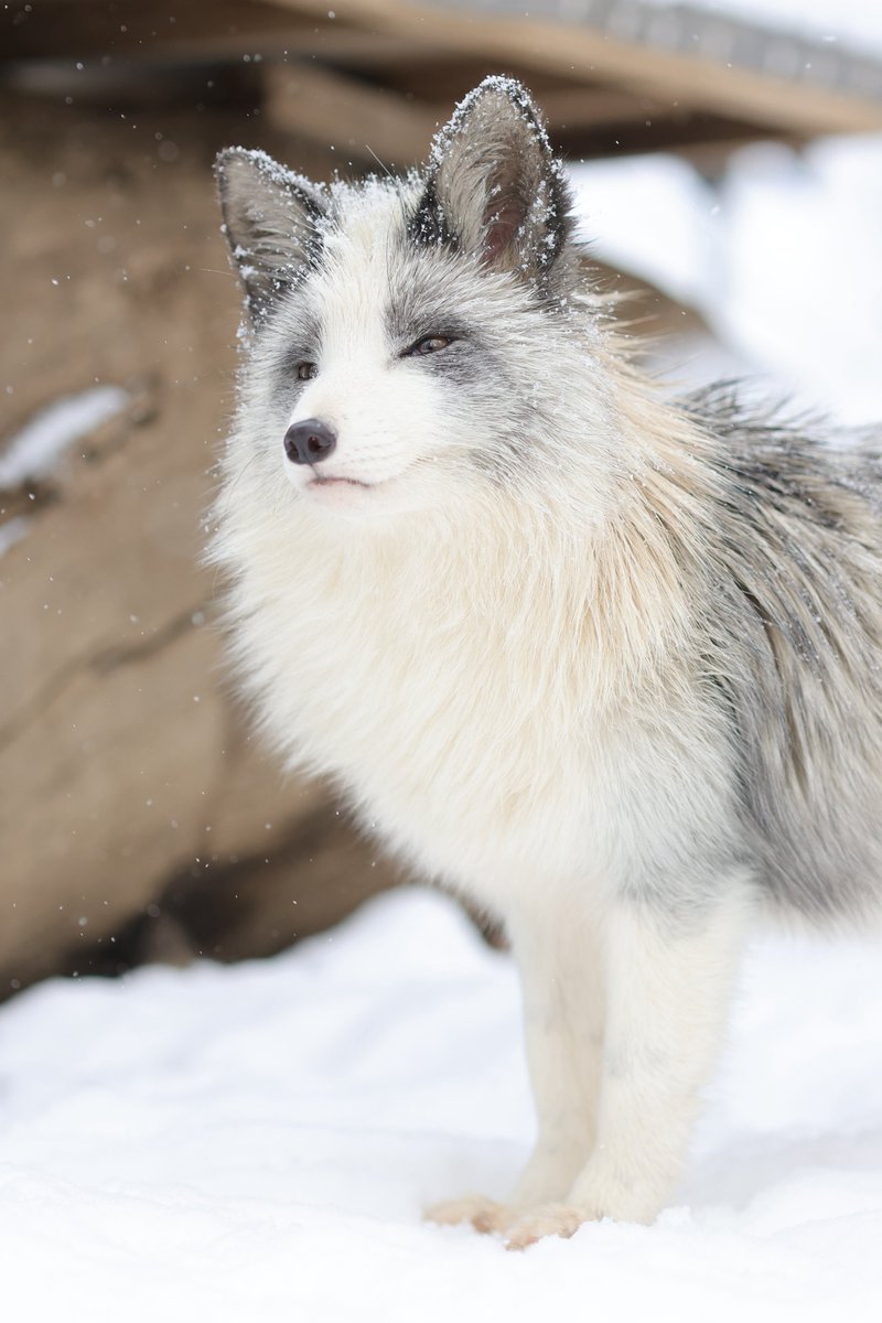 狐仙人乃弟子 トコノ オルタ tweet media