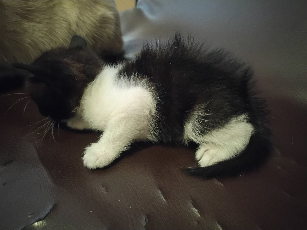 Torracattttt's tweet image. Mi gatita Ami está muy grave tiene anemia, hipotermia y glucosa baja necesita tratamiento urgente y no puedo cubrirlo solo cualquier ayuda suma por favor ayúdenme a salvar a mi gatita, RT me ayuda muchísimo por favor ayúdenme a salvar a mi gatita

#stantwitter #Perú #helpme