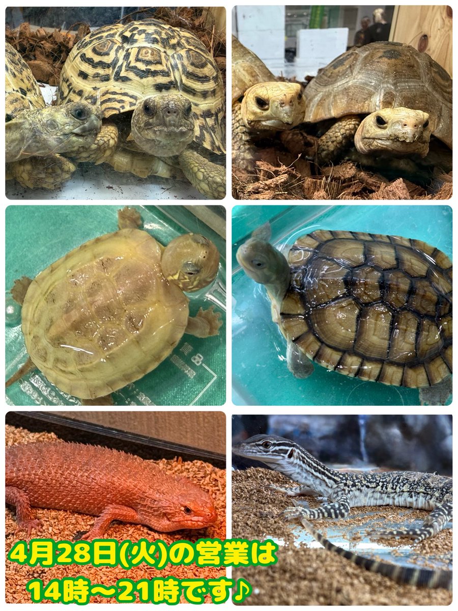 アクアショップMQ🐢4/25.26🎉ジャパンレプタイルズショーin東京出展✨ tweet media