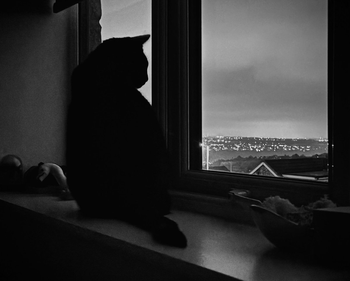 JulieIngham8888's tweet image. #silhouette #Cat #monochrome