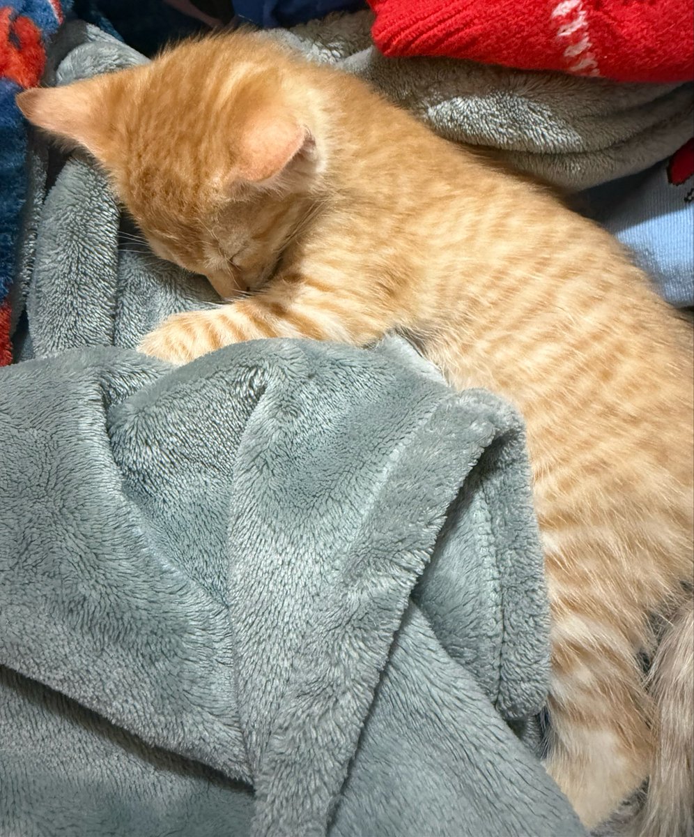 project hail liz 🪐 tweet media