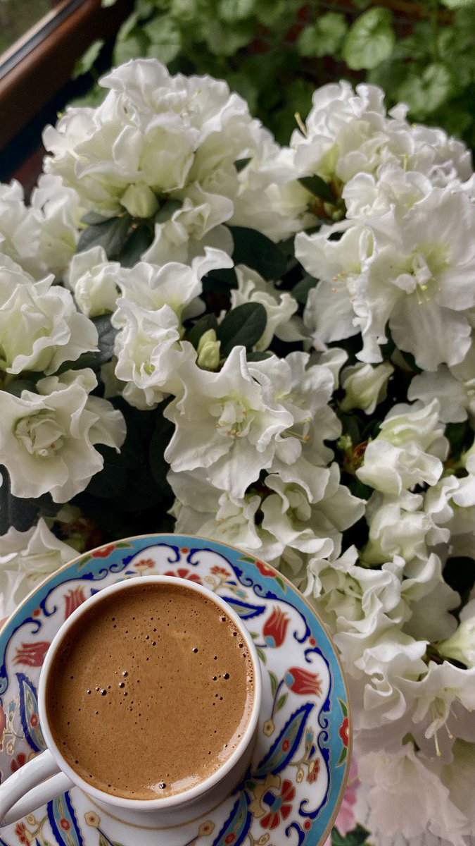 busrasengun06's tweet photo. çiçekler.. https://t.co/Vdb9nRojWk