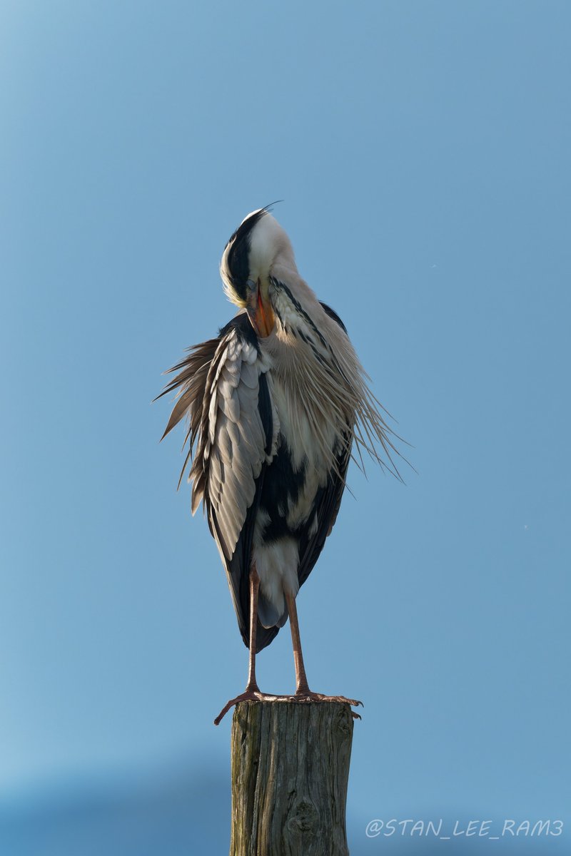 STAN_LEE_RAM3's tweet image. おはよう、アオサギ。
#鳥 #Bird