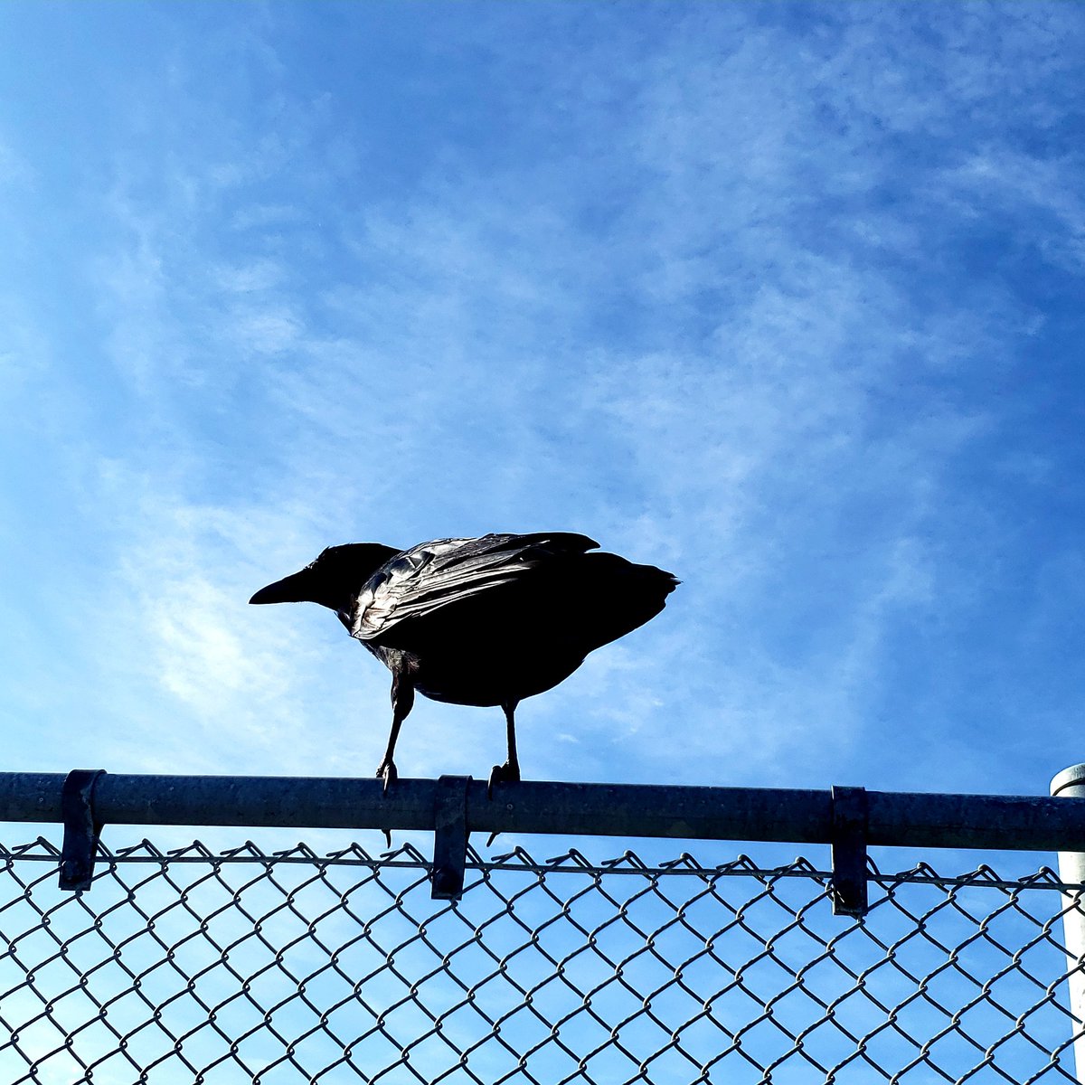 ひかる tweet media