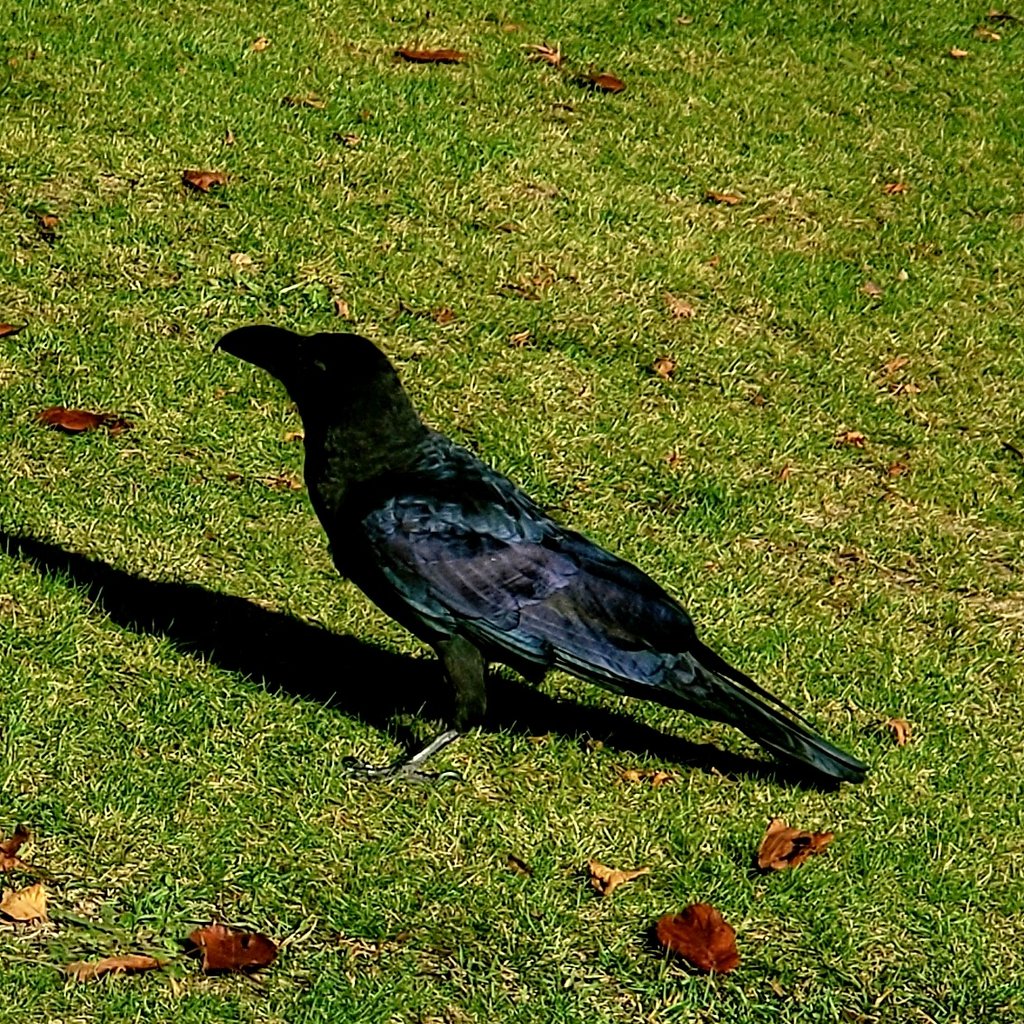 ひかる tweet media