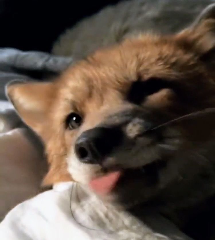 asinrod 🦊 tweet media