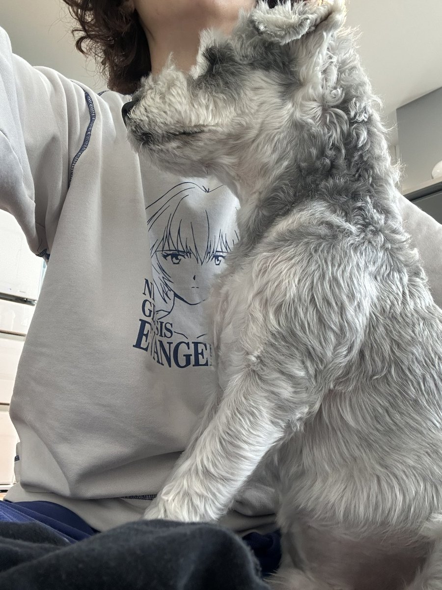 mitsumitsupp's tweet image. いや、洗濯物畳まなきゃならない。
凛々しく横向けの犬がおじゃま。

１９世紀のモーツァルト_kokaku by ochyai on #SoundCloud 
on.soundcloud.com/fBZ23CPTNtqoiT…