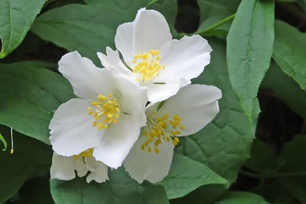 おはようございます 

4/28(火) 今日の誕生花

バイカウツギ
花言葉：香気

大好きなあなたとこれからもずっと一緒に歩いて行けますように🍀🍀