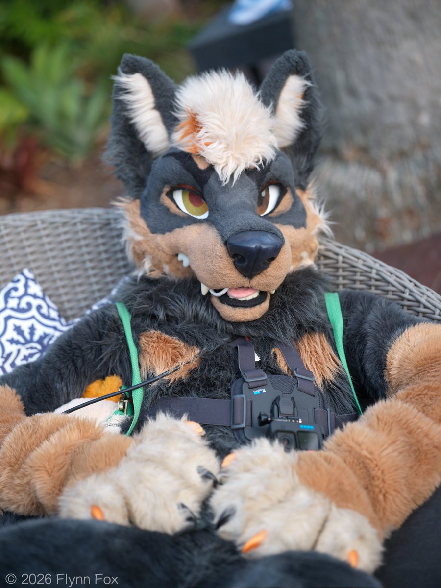 🐾 Flynn 🦊 🔜 FWA 🐾 tweet media