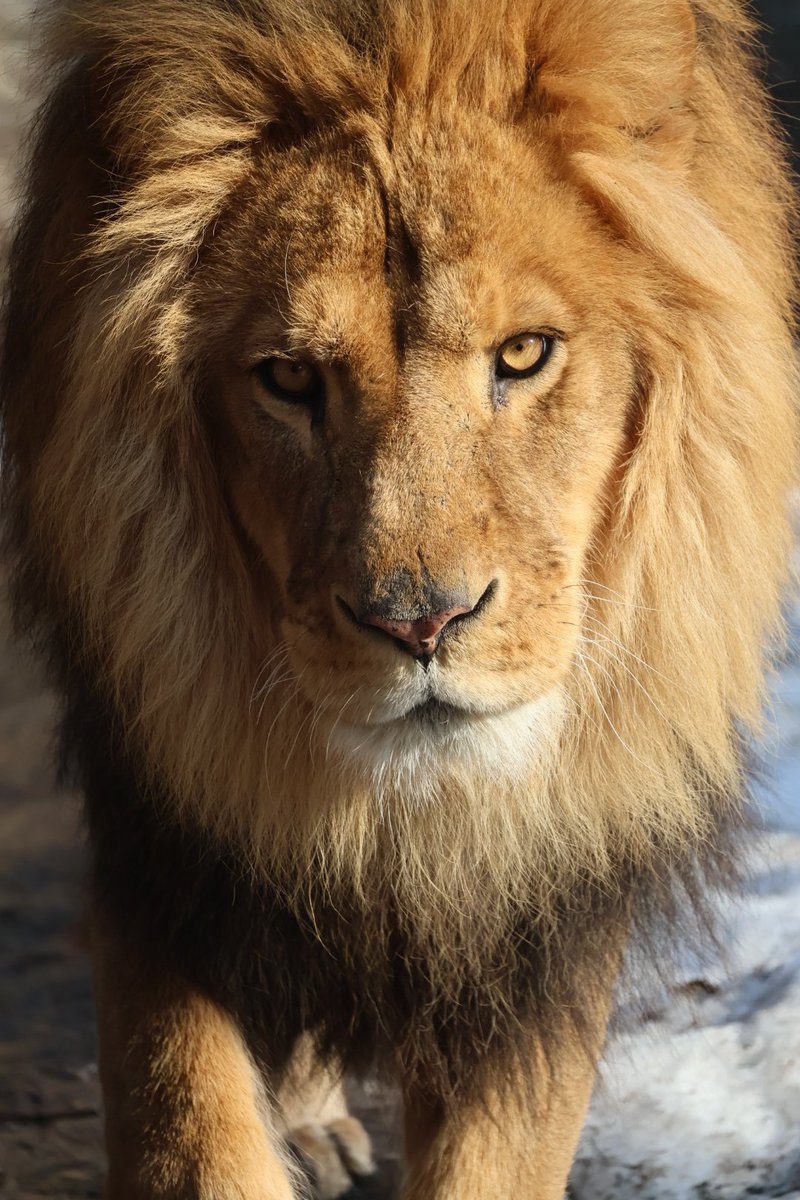 Tom♬.*ﾟ tweet media