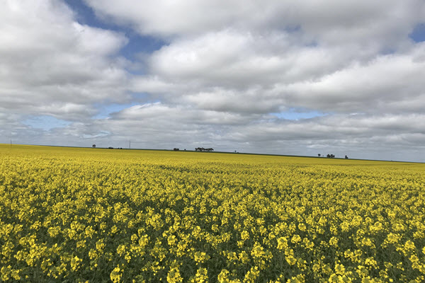 CeRDI_FedUni's tweet image. Showcasing Online Farm Trials at GRDC Research Updates - the CeRDI-OFT team had a strong presence at this year’s @theGRDC research updates, connecting with trial #researchers, #growers, &amp;amp; a wide range of industry stakeholders cerdi.edu.au/CeRDINewslette…

@FedUni_Research
#Agriculture