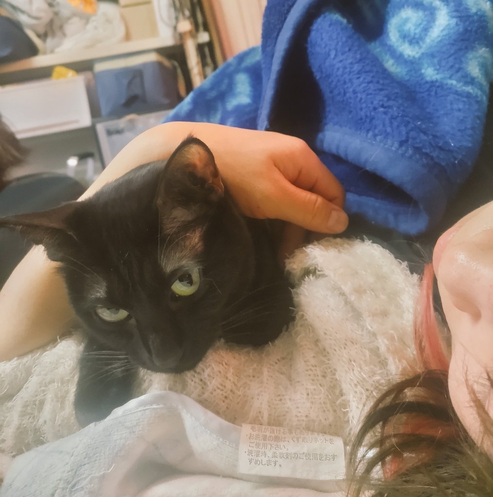 望月うさぎ tweet media