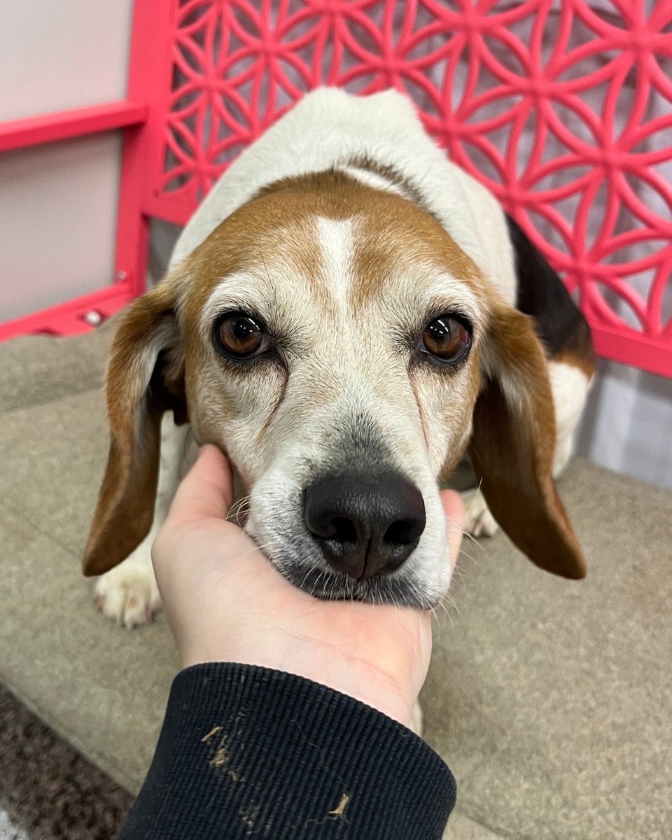 beaglefreedom's tweet image. Adopt Newton! 🐶❤️

Sweet, silly, cuddly, &amp;amp; ready for his forever home. He loves running, playing, and soaking up attention. ✨

He’d be the perfect companion for walks, movie nights, and backyard playtime. 🏡

💌 Apply: bfp.org/adopt
📍 Nowata, OK
🐶 32 lbs | 5.5 yrs