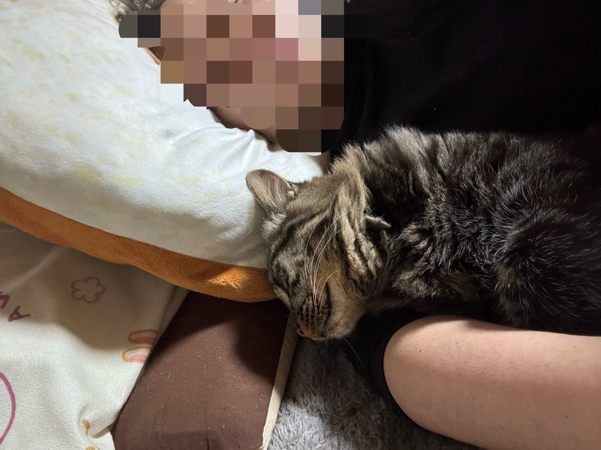やばいわ
支度しなきゃなのに　ギァッチョにとりこまれる
#猫
#猫のいる生活　
#猫のいる暮らし