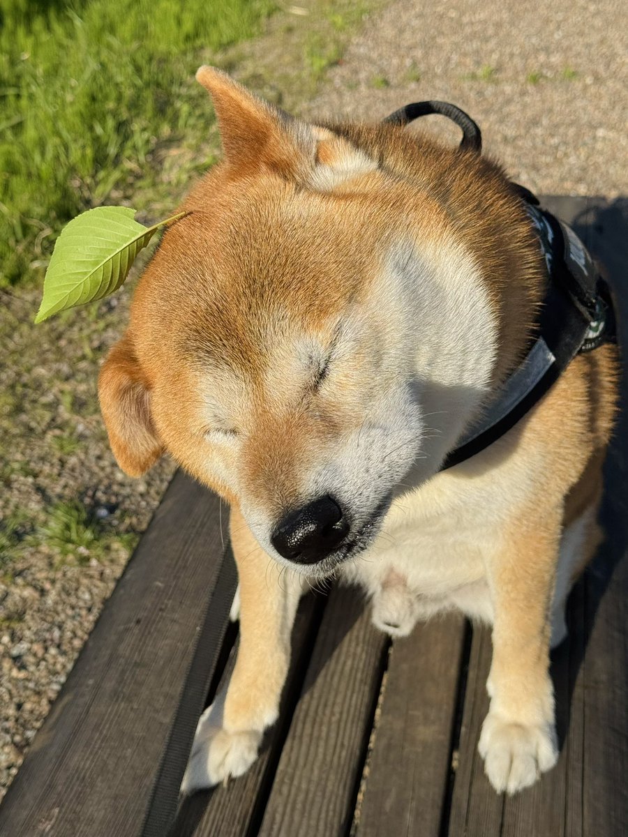 忍法葉っぱ飛ばし🍃