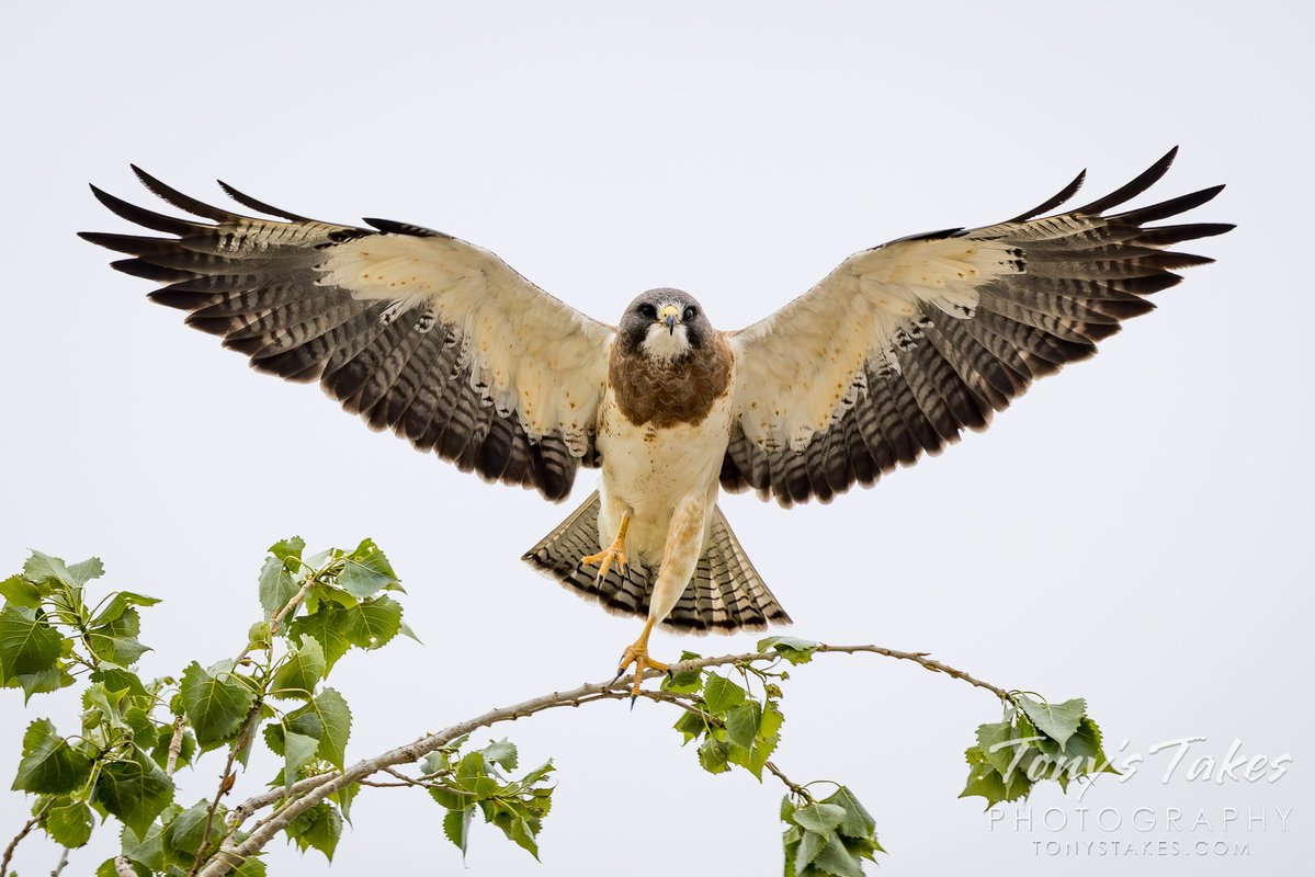 TonysTakes's tweet image. Swainson’s hawk spreads its wings wide to take flight. Fresh off its 12,000 mile migration, this Argentinian visitor to Colorado was hard work setting up its summer home. 

#birding #swainsonshawk #hawk #raptor #migration #Colorado #wildlife #wildlifephotography