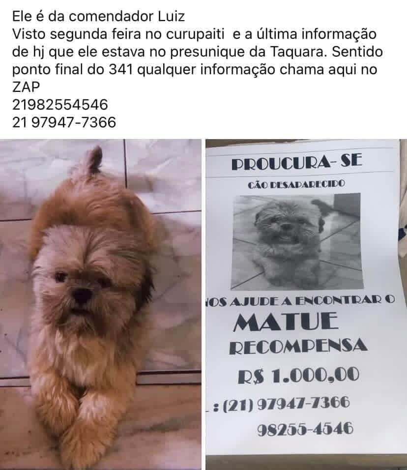 🐶 PROCURA-SE DOGUINHO NA TAQUARA