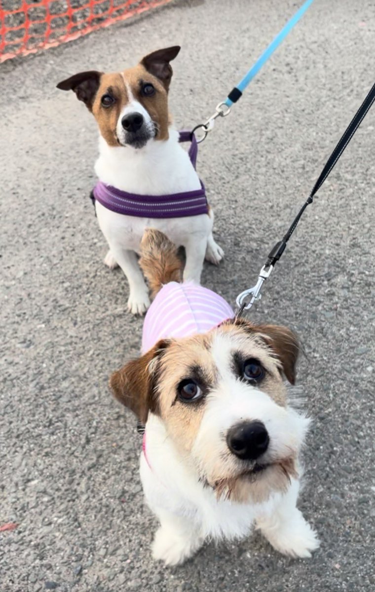 yaaata0517's tweet image. 火曜日のんびり朝さんぽ☀️
快適快適💖
ずっとこんな気候ならいいのに🥹
#jackrussell #ジャックラッセルテリア