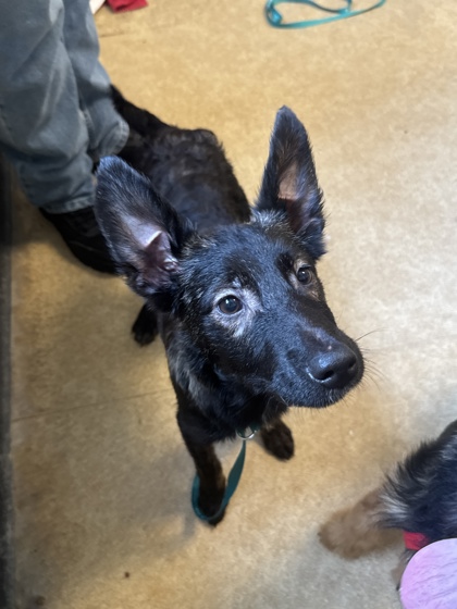 Pennsylvania SPCA tweet media