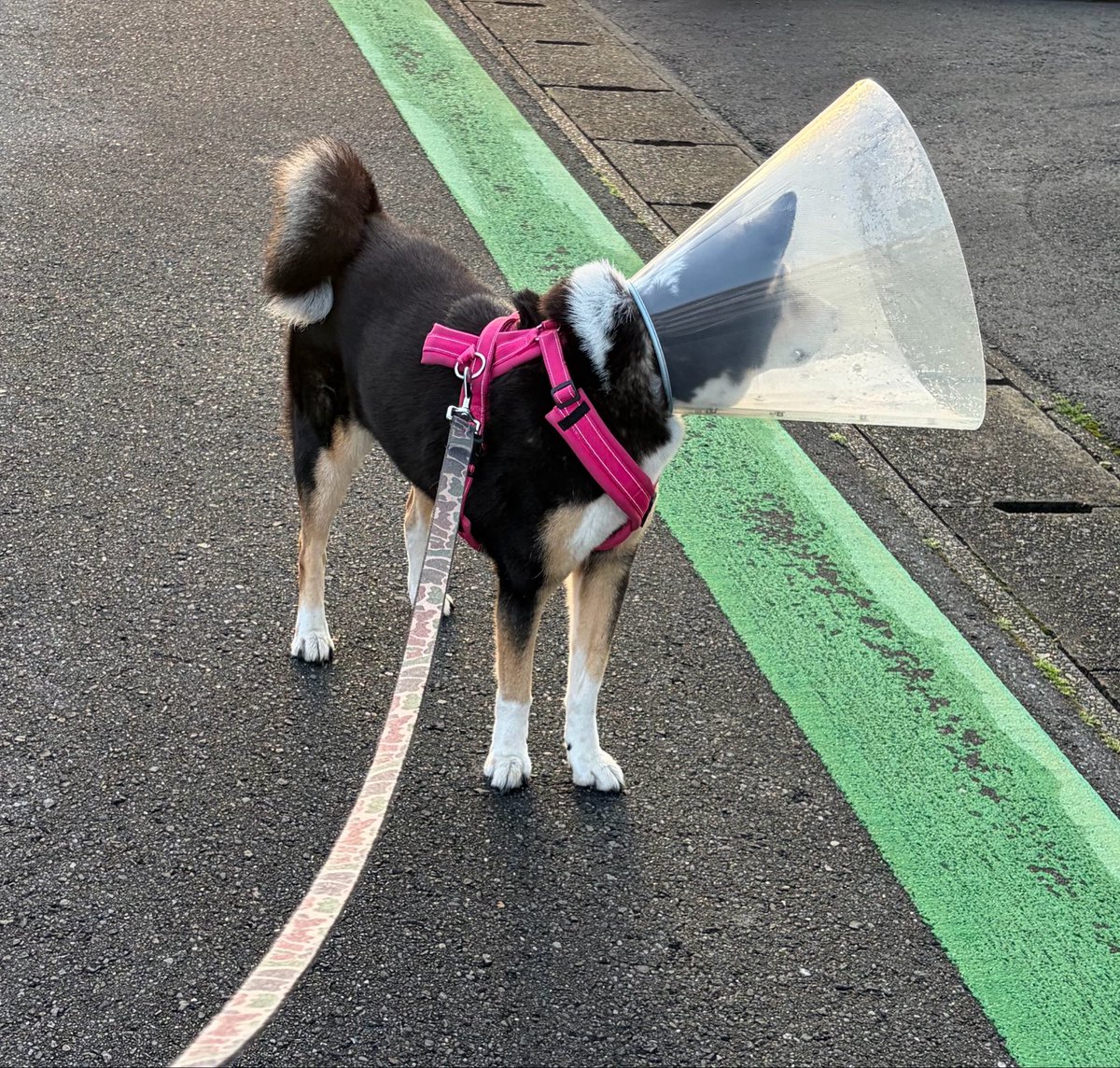 vegelovecat's tweet image. おはよー
4:56出発早朝散歩 快調な速度で歩きかわいい中型犬🐕と鉢合わせしてすごんだ😂 元気だね
昨夜は遅くなり手早く キャベ小松菜味噌汁 トースターで厚揚げおろし サラダ レンチンでナムル 納豆 ごはん
 #vegan #ヴィーガン #保護犬を家族に #保護猫を家族に
掻き掻きしてー