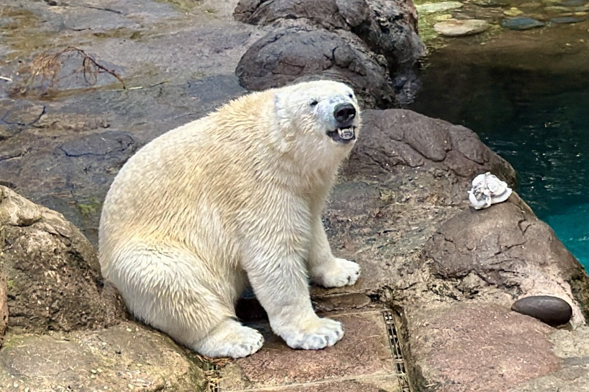 コタリーヌミレーネ tweet media