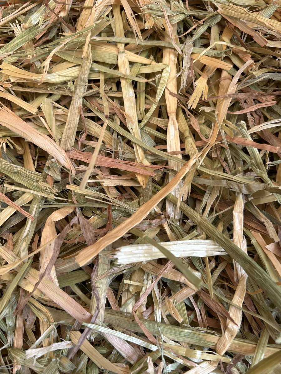 Animal_Foods's tweet photo. 松畜 Animal Foods入荷ロット‼️🌻
『松畜牧草 スーパープレミアム
オーツヘイ』🌿 ⭕️オーストラリア産
本日発送分より🫡　　

今回のロットは
🌱硬さは普通
🌱色見は全体的黄色

🌸ふるいにかけているから粉が少ない🌸
⚠️ 例えば→25kgのオーツヘイ牧草を
わ選別した時に
お届けできるのは僅か11kg前後のみ😳
⭐️丁寧に選別してお届けします⭐️

#松畜AnimalFoods
#松畜
#松畜牧草
#オーツヘイ
#牧草選びにお困りの方

https://t.co/kZ2YdThDrJ

☝️楽天市場URL☝️
Amazon☞もチェック❣️
ヤフオク・ヤフーフリマ・ラクマで松畜牧草と検索🔍🌱