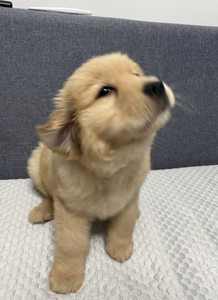 Doglover tweet media