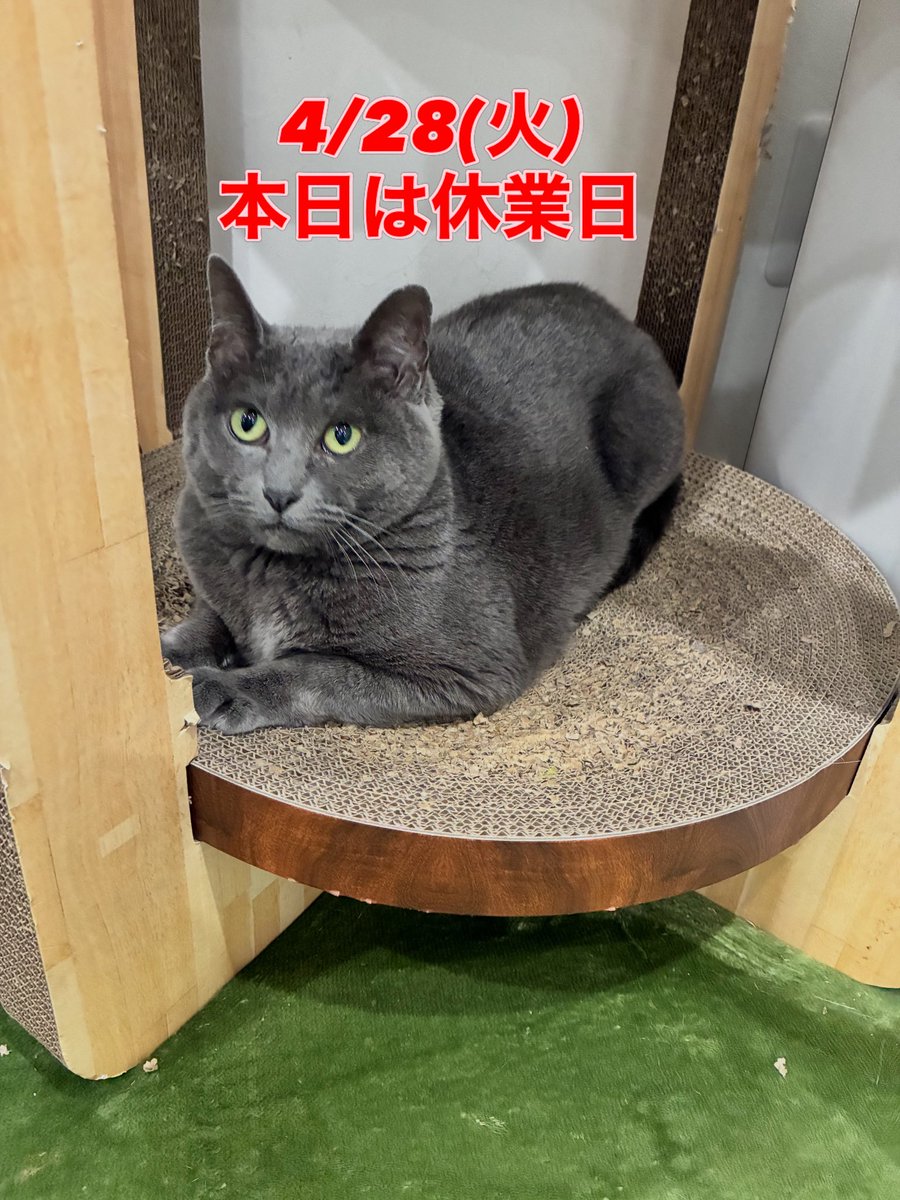 猫スティン〜城下町の猫カフェ〜 tweet media
