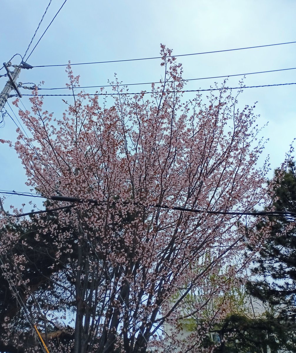 らいおん（草食系）@🌸🌸🍒🌸🌸桜満開の模様🦁 tweet media