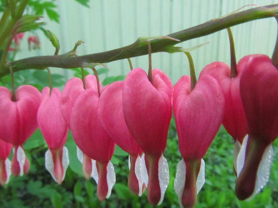 Robert Louis Nacke  tweet media