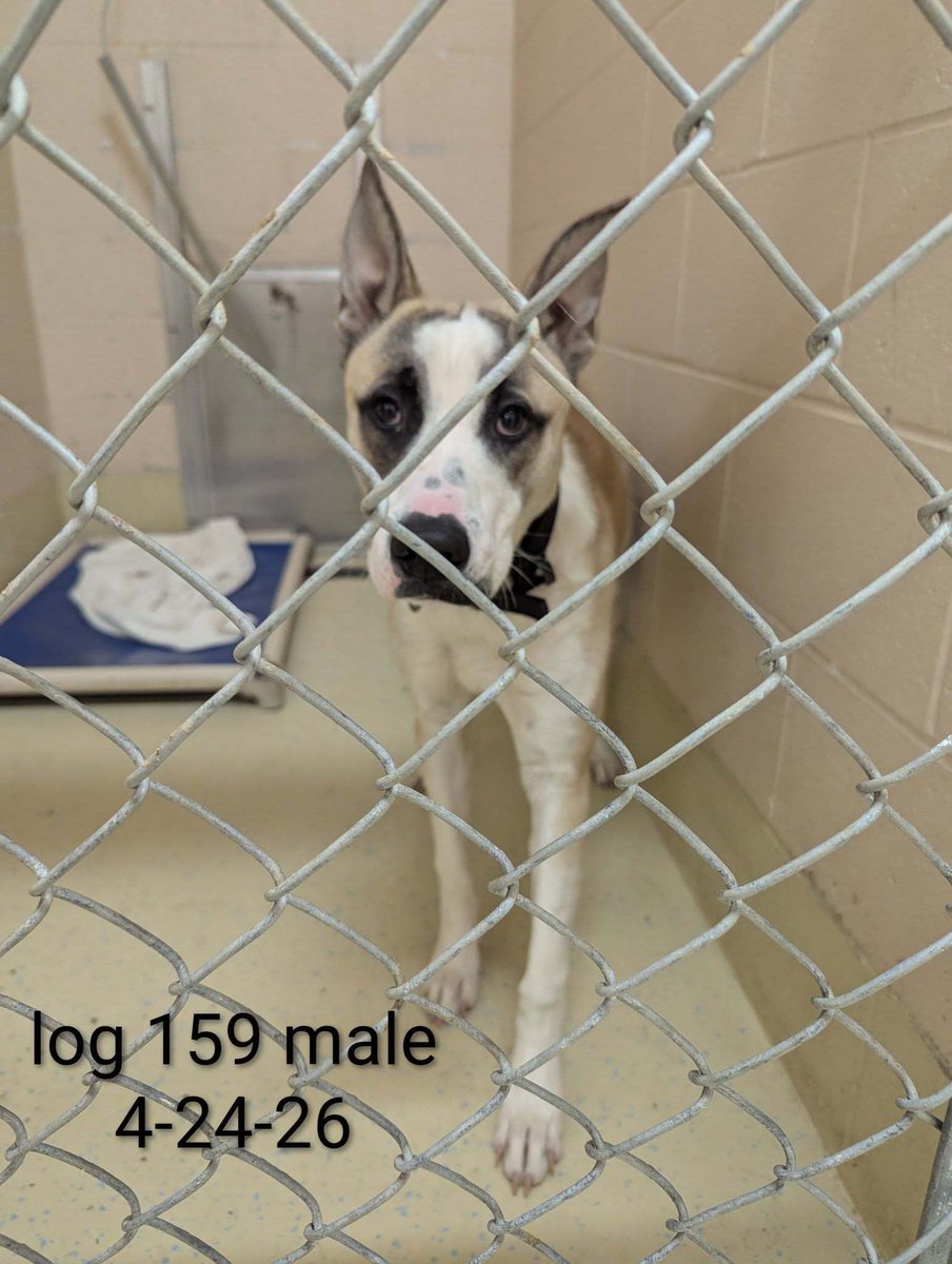 SistersInBiz's tweet image. Found In Providence
Male large mixed breed was was found in the area of Potters Ave/Puritan St
4-24-26
Safe at #PVD Shelter
Please call ☎️ 401-243-6040
#Rhodeisland #RI #founddog #Oceanstate