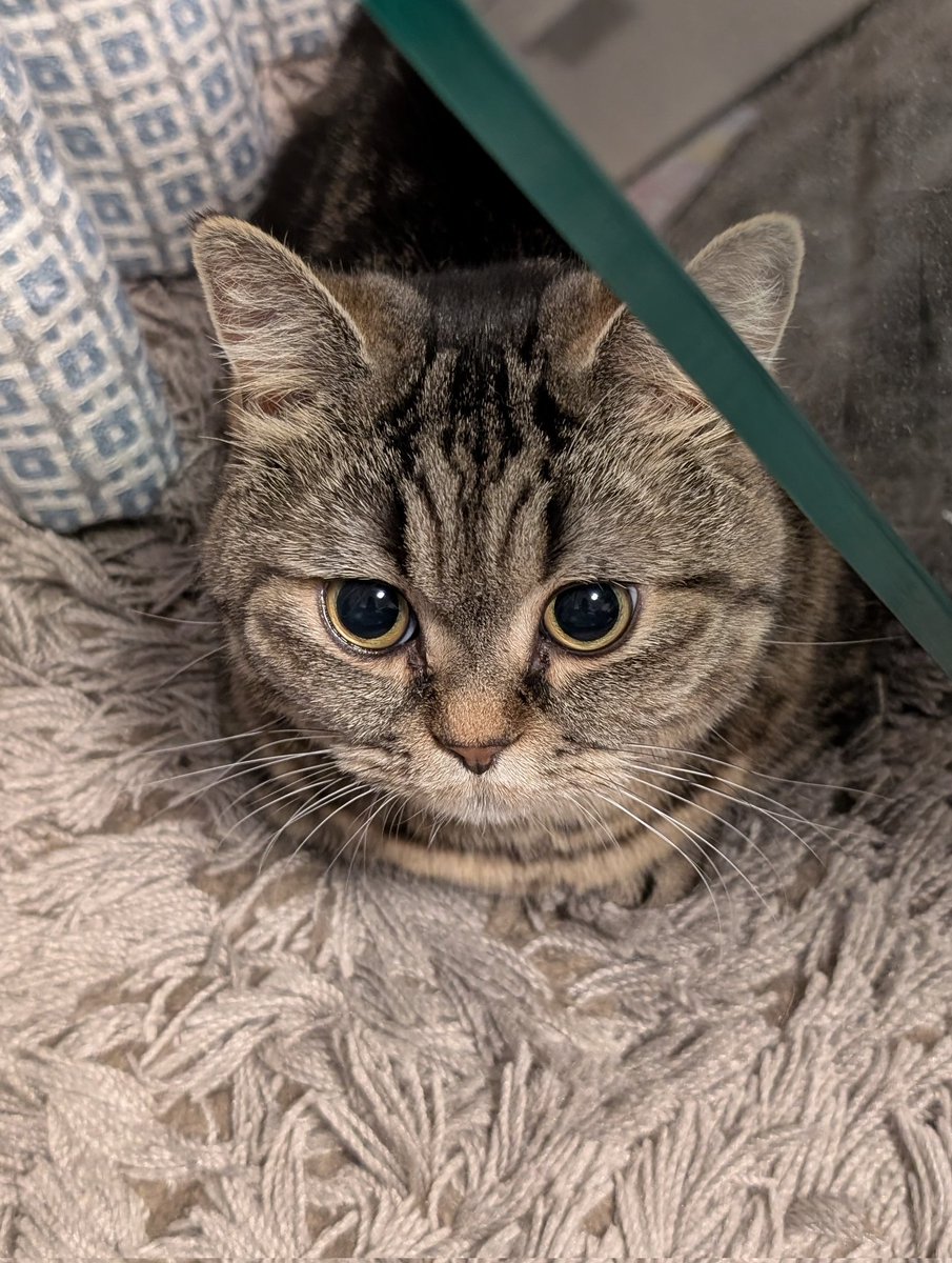 ミトン tweet media