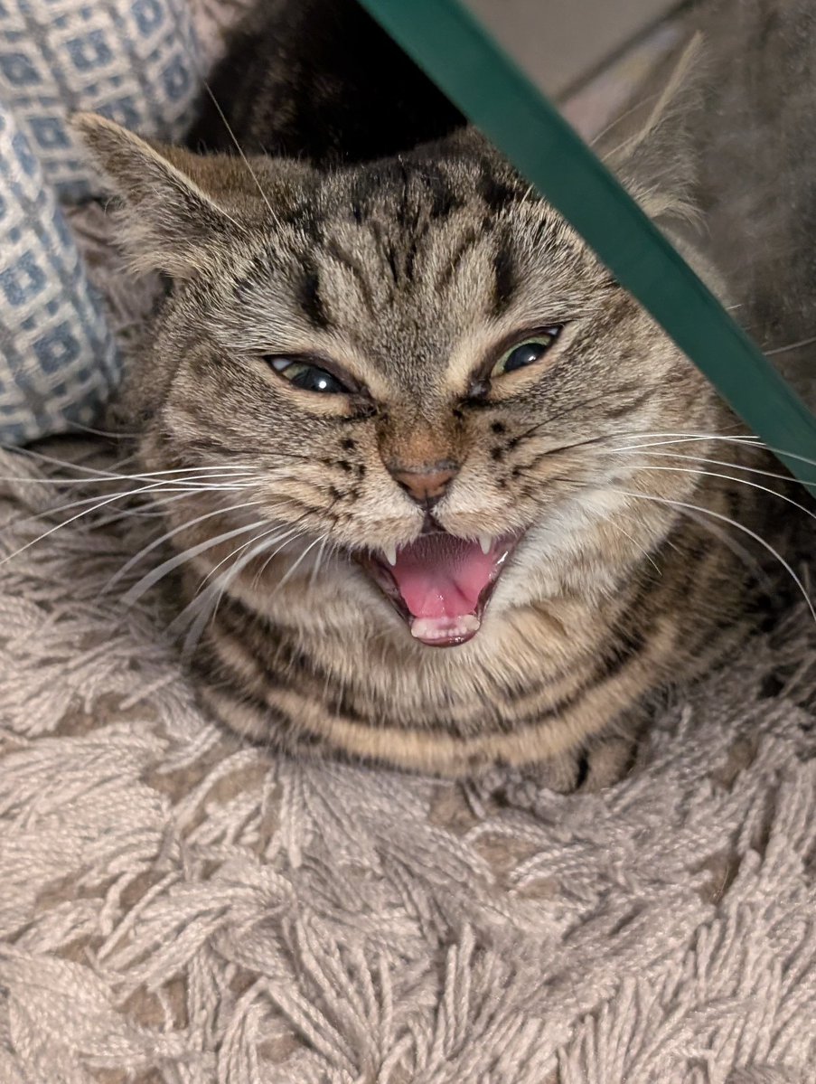 ミトン tweet media