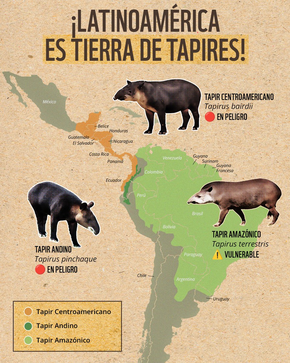 WWF_LAC's tweet image. Conoce a las 3 especies que habitan nuestra región.

👇 👇 Revisa el mapa y dinos en los comentarios: ¿Cuál de estos tapires habita en tu país?

¡Comparte este post y sumemos fuerzas por su conservación! 💚

🗓️ #DíaMundialdelTapir

#Tapires #WWF #Biodiversidad #Naturaleza