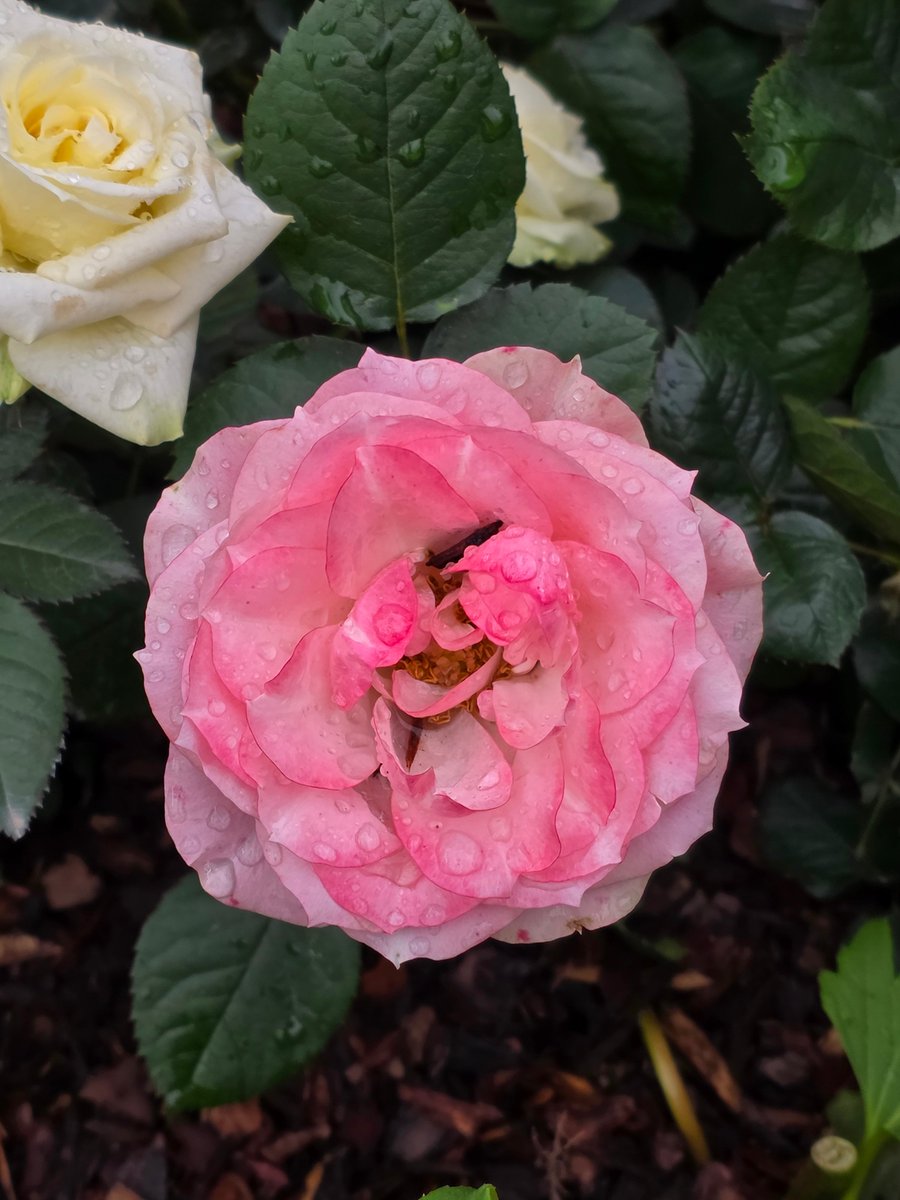 미리(Mr.L)🅁🅅🄽 tweet media