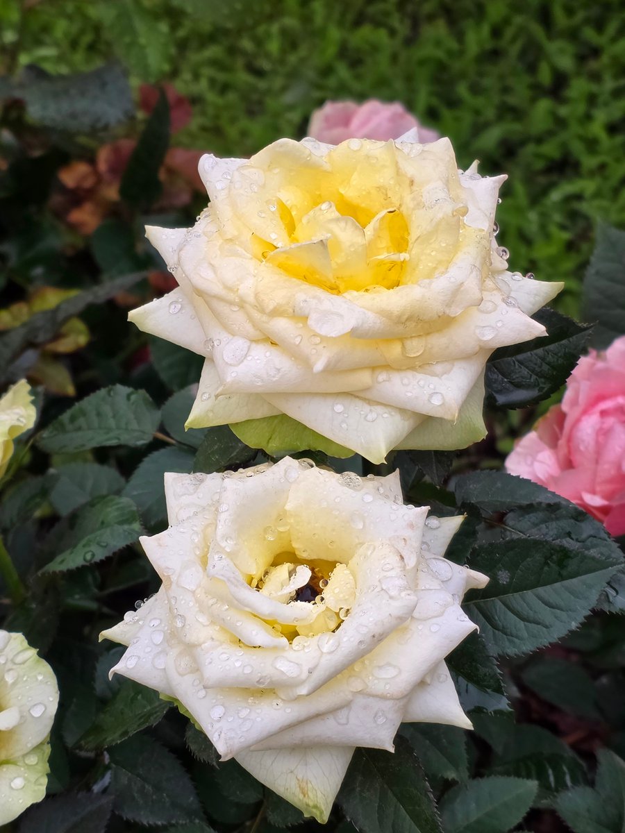 미리(Mr.L)🅁🅅🄽 tweet media