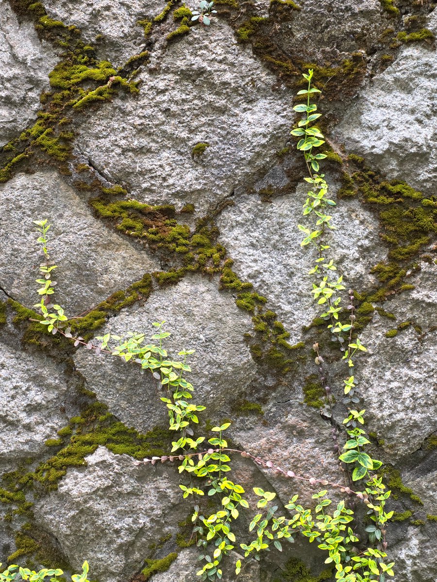 미리(Mr.L)🅁🅅🄽 tweet media