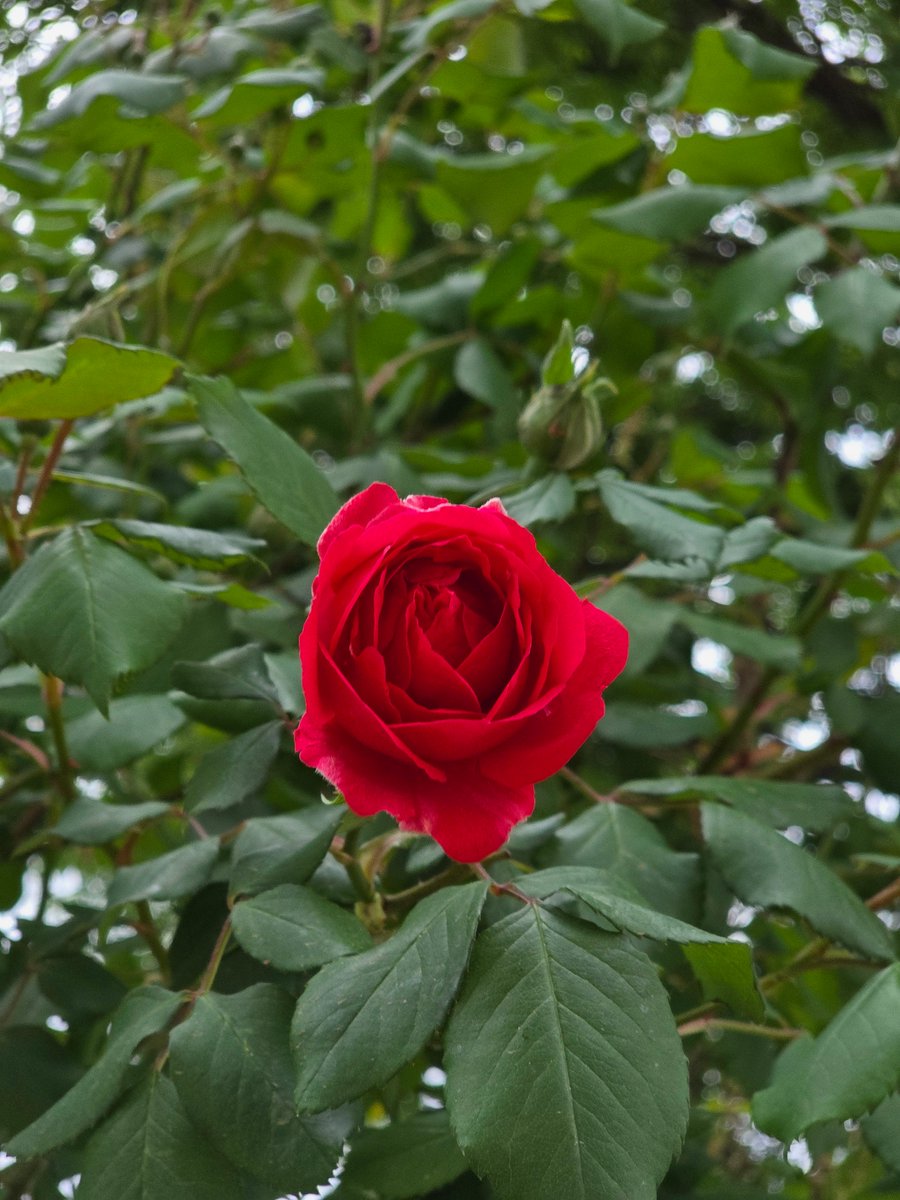 미리(Mr.L)🅁🅅🄽 tweet media