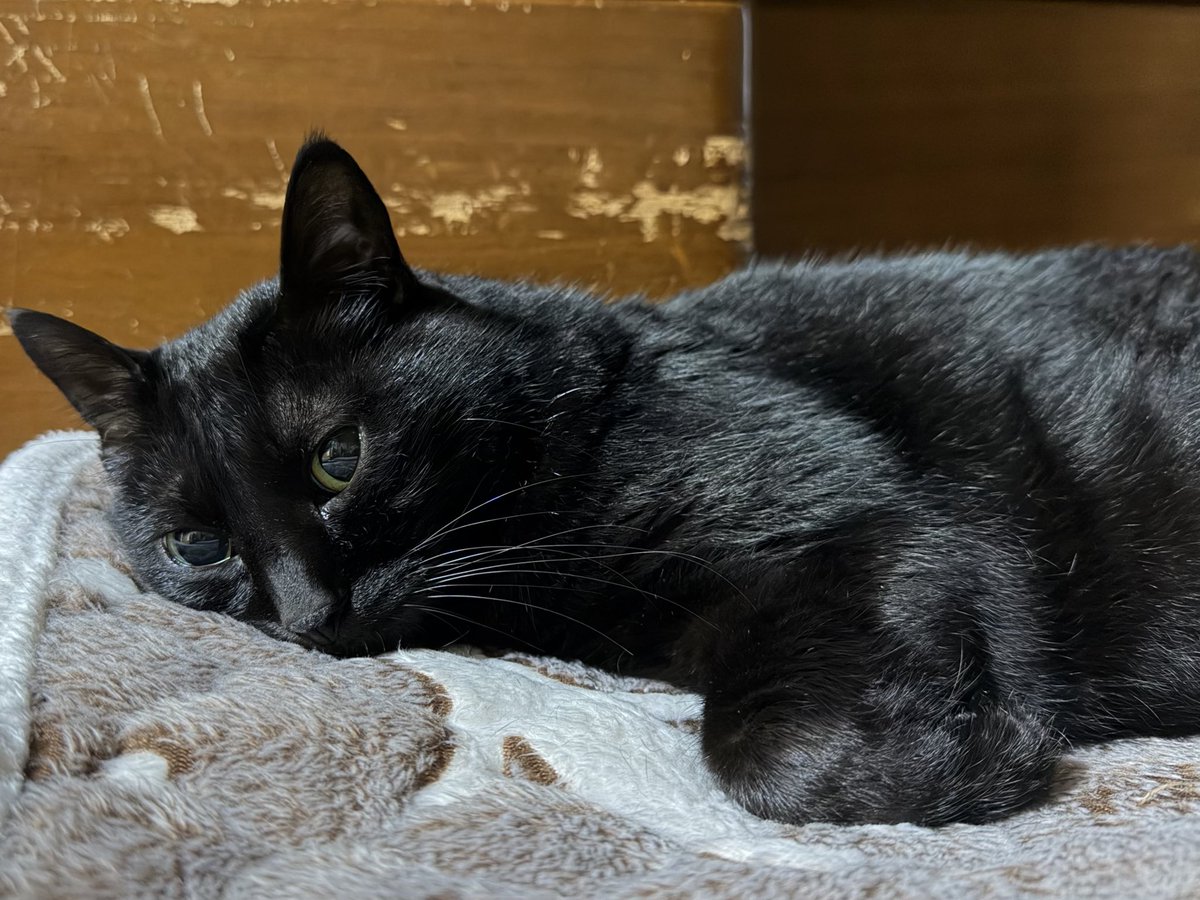 Stc47324's tweet image. おはにゃ🐱
#ふぅ です  #blackcat