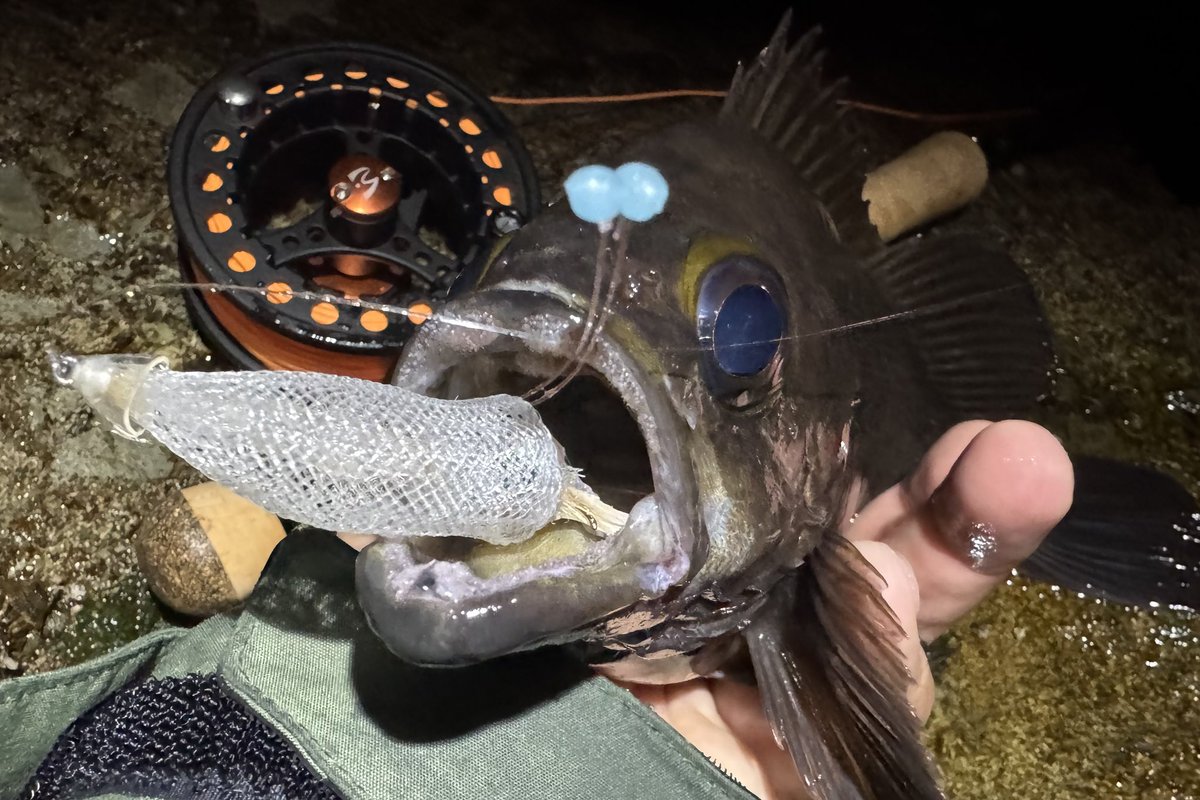 takuyakozuka's tweet photo. イカフライ🦑
本懐（メバル）を遂げる！
ルアーで反応が無かった場所で、
フライに変えて1投目…なんか掛かってるー！笑
8番タックルでも一度潜られたよ💦

楽しいのはルアー、
嬉しいのはフライ、かな？

#ホタルイカパターン
#イカフライ https://t.co/2Gs8vtcUAT