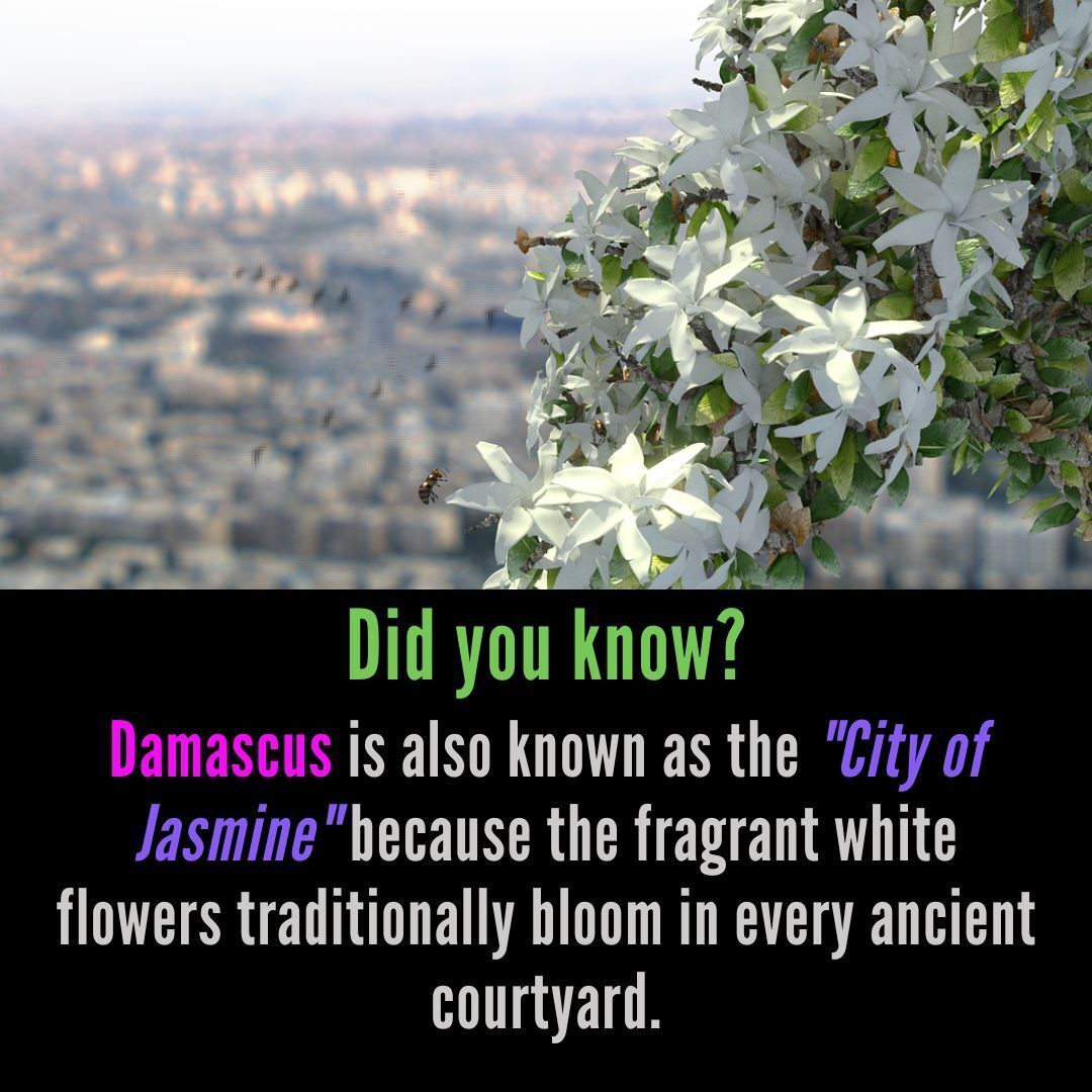 MrRookTalk's tweet image. Did you know that the title for the world’s oldest continuously inhabited capital belongs to the legendary city of Damascus? 

#Damascus #OldestCapital  #Syria #AncientCities #WorldHeritage