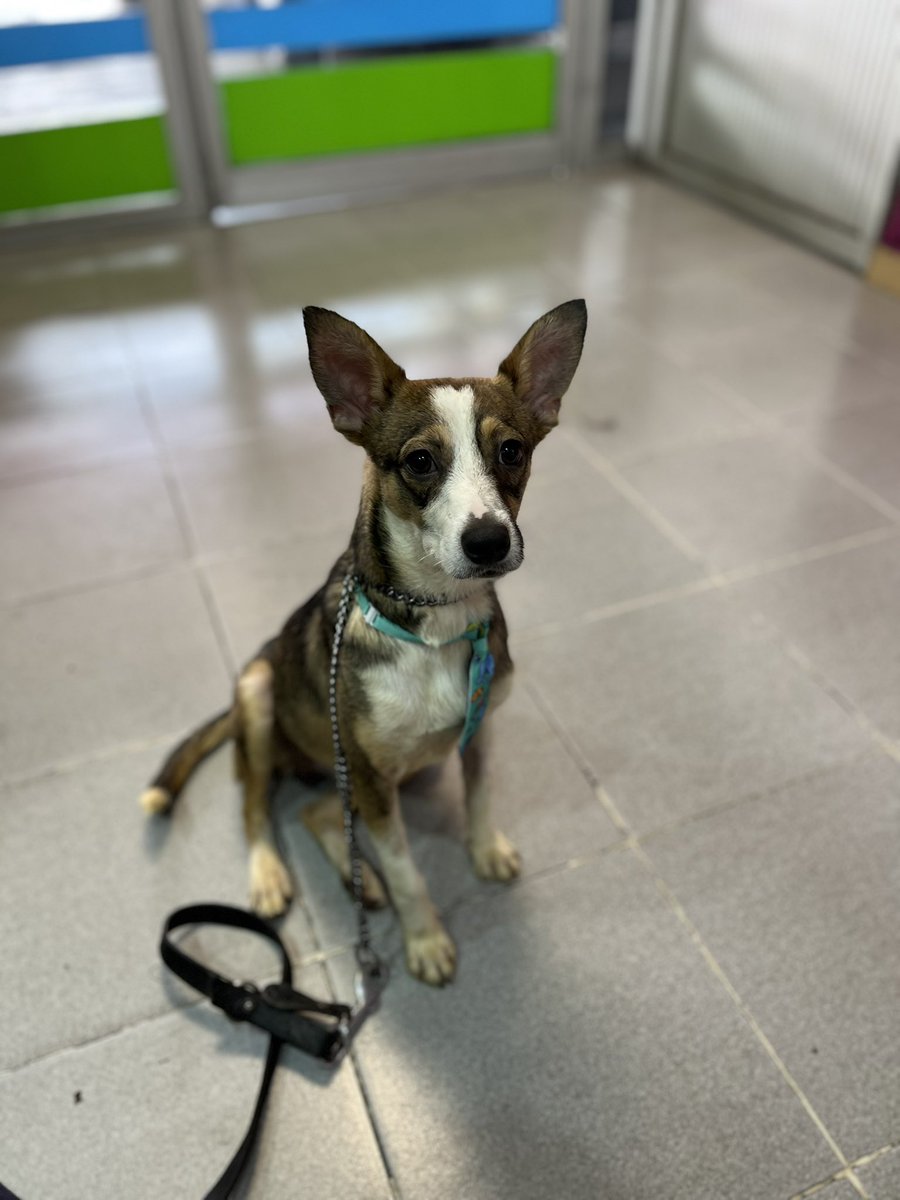 La segunda mala noticia es que, desafortunadamente, la perrita de la casa a donde Manolito fue adoptado no logró aceptarlo.

Hubo dos peleas y Manolito también trató de defenderse. El problema es que ella es mucho más grande que él, y existe el riesgo de que pueda pasar algo más